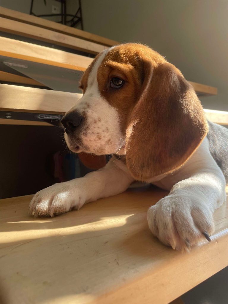 de la vignelais - Chiot disponible  - Beagle