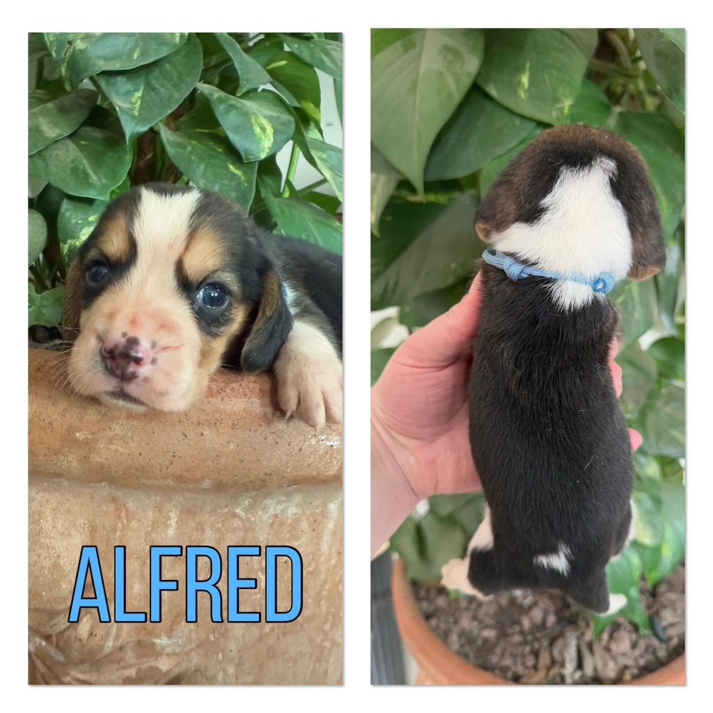 de la vignelais - Chiot disponible  - Beagle