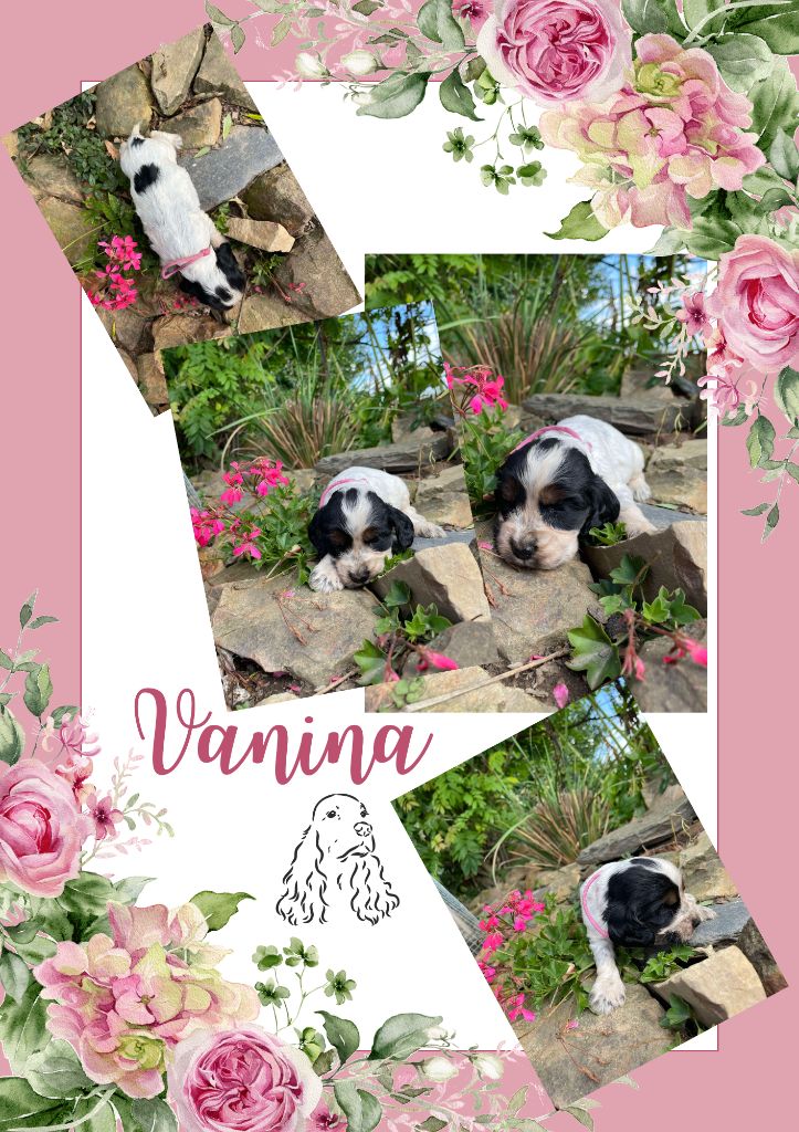 de la vignelais - Chiot disponible  - Cocker Spaniel Anglais