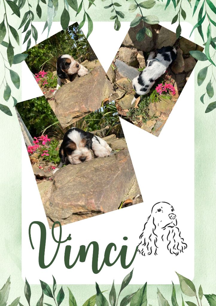 de la vignelais - Chiot disponible  - Cocker Spaniel Anglais