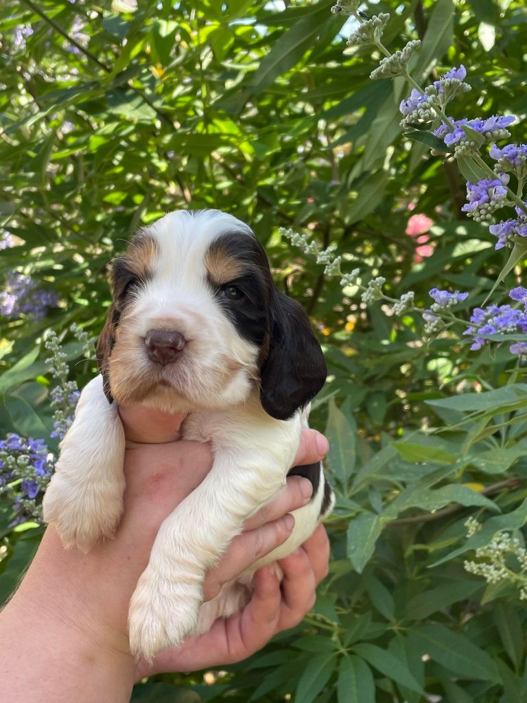 de la vignelais - Chiot disponible  - Cocker Spaniel Anglais