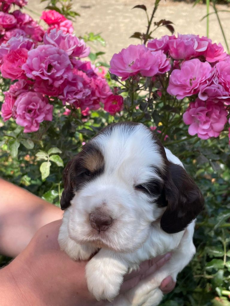 de la vignelais - Chiot disponible  - Cocker Spaniel Anglais