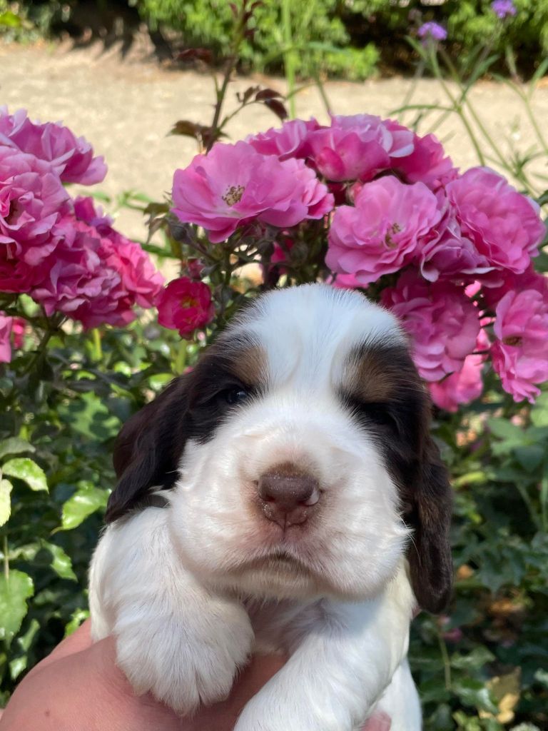 de la vignelais - Chiot disponible  - Cocker Spaniel Anglais