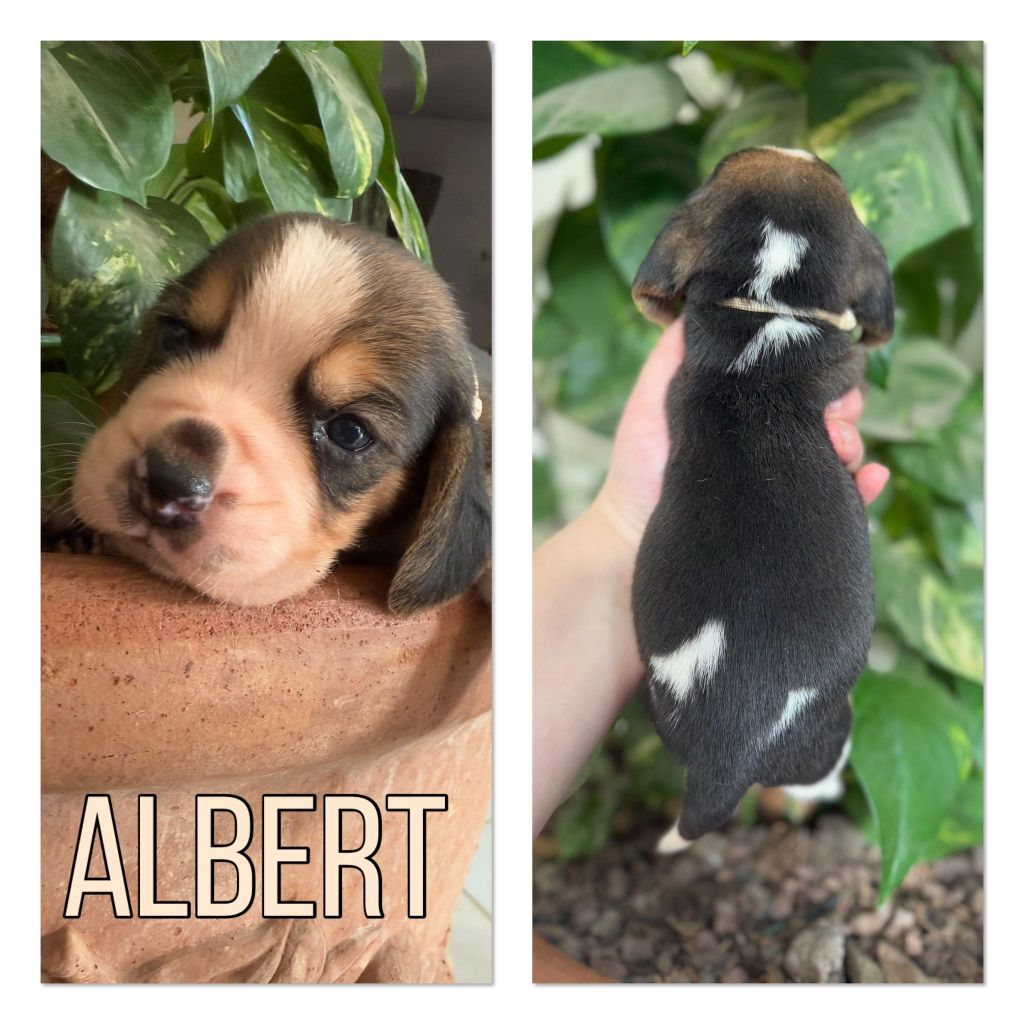 de la vignelais - Chiot disponible  - Beagle