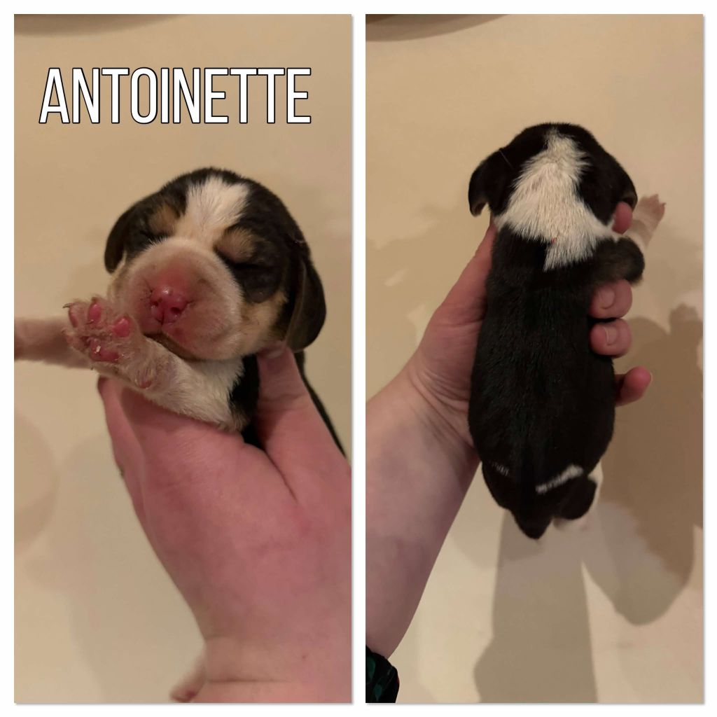 de la vignelais - Chiot disponible  - Beagle