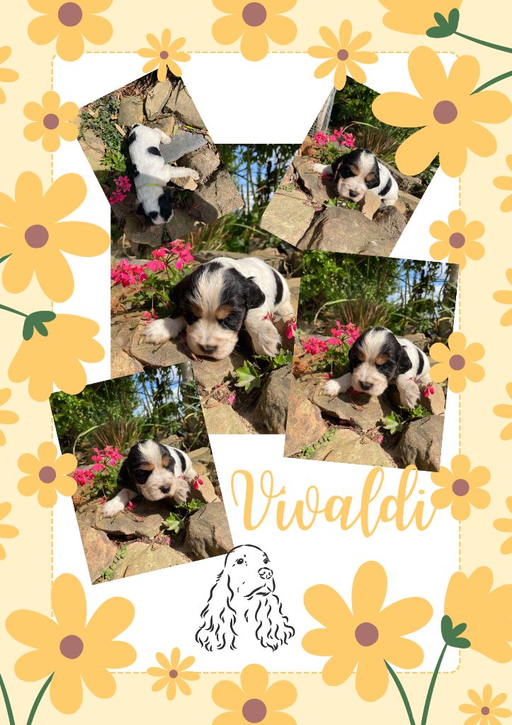 de la vignelais - Chiot disponible  - Cocker Spaniel Anglais