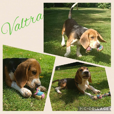 Valtra