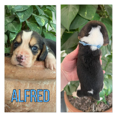 Alfred