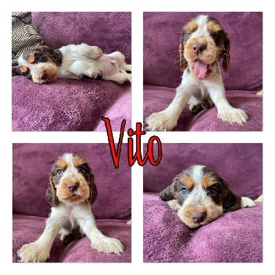 Vito