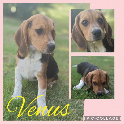 Vénus