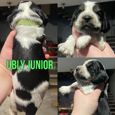 Ubly Junior