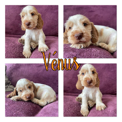 Vénus