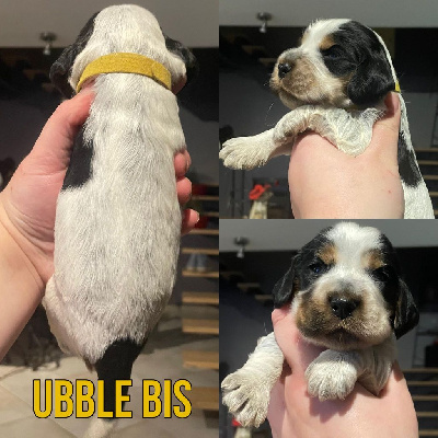 Ubble bis