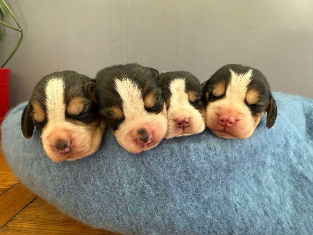 chiot Beagle de la vignelais