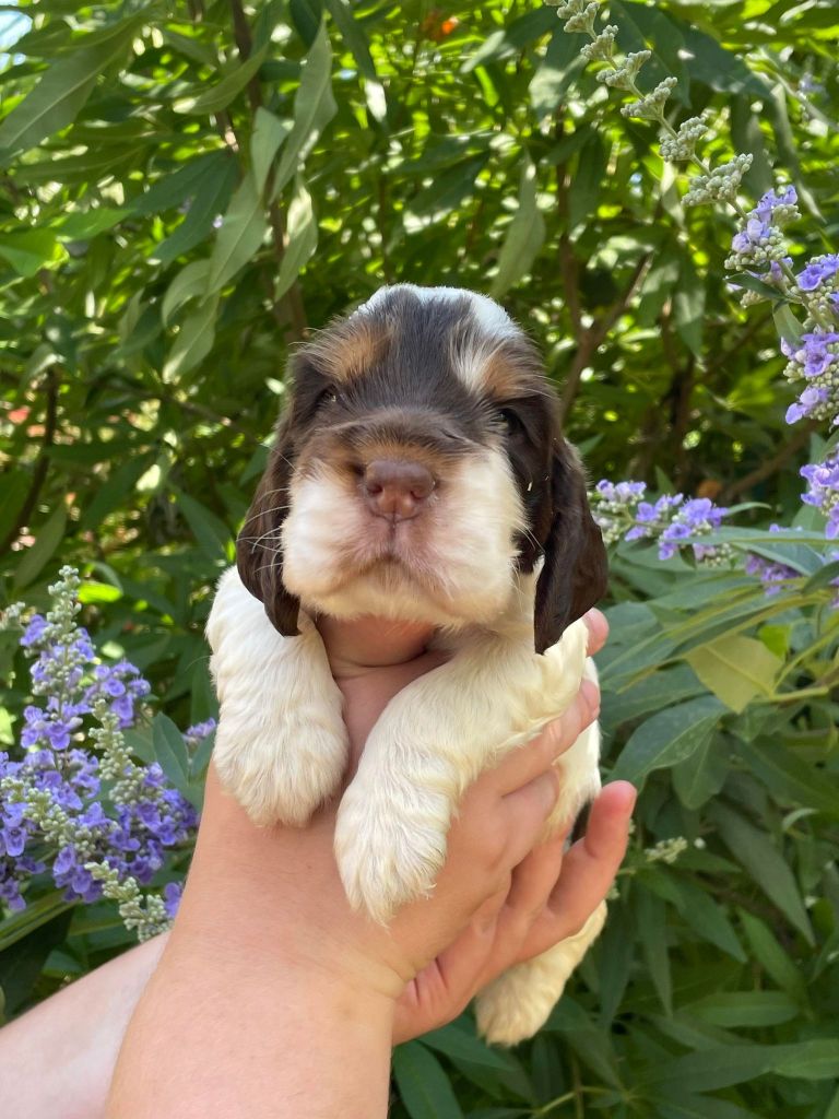 de la vignelais - Chiot disponible  - Cocker Spaniel Anglais