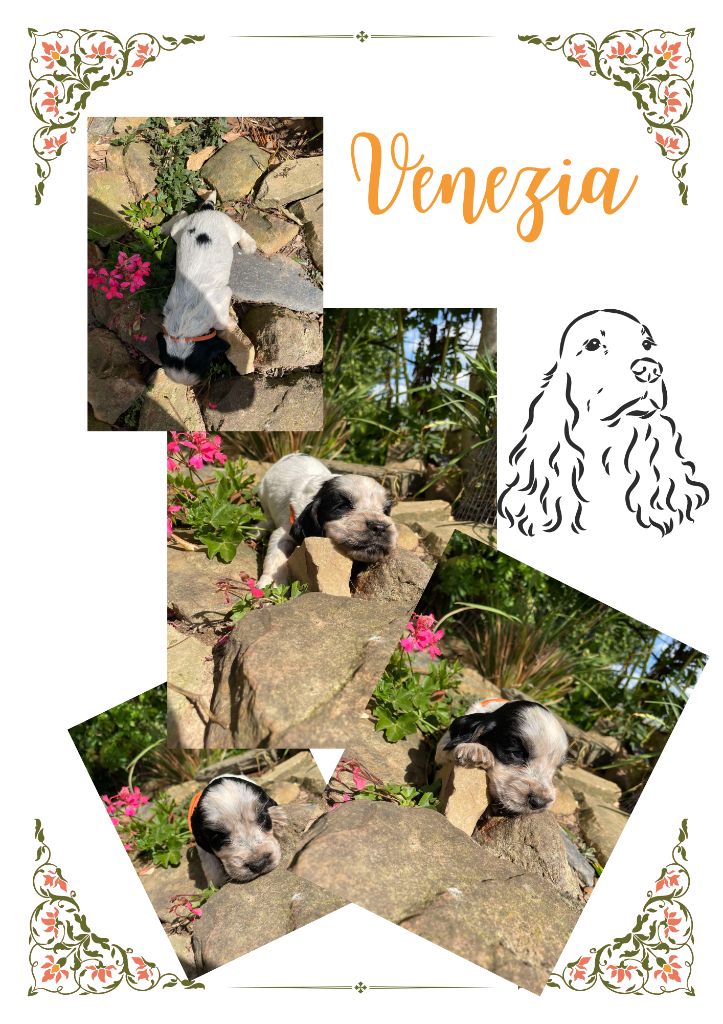 de la vignelais - Chiot disponible  - Cocker Spaniel Anglais