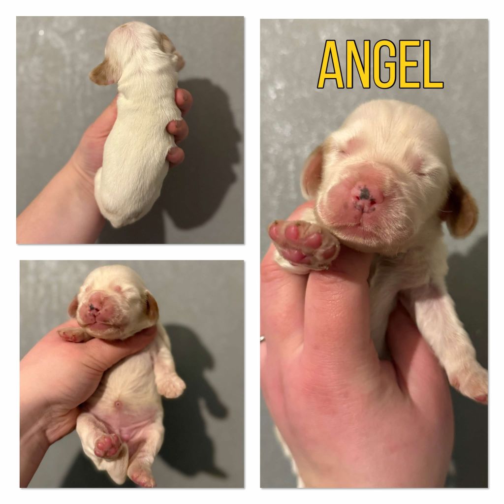 de la vignelais - Chiot disponible  - Cocker Spaniel Anglais