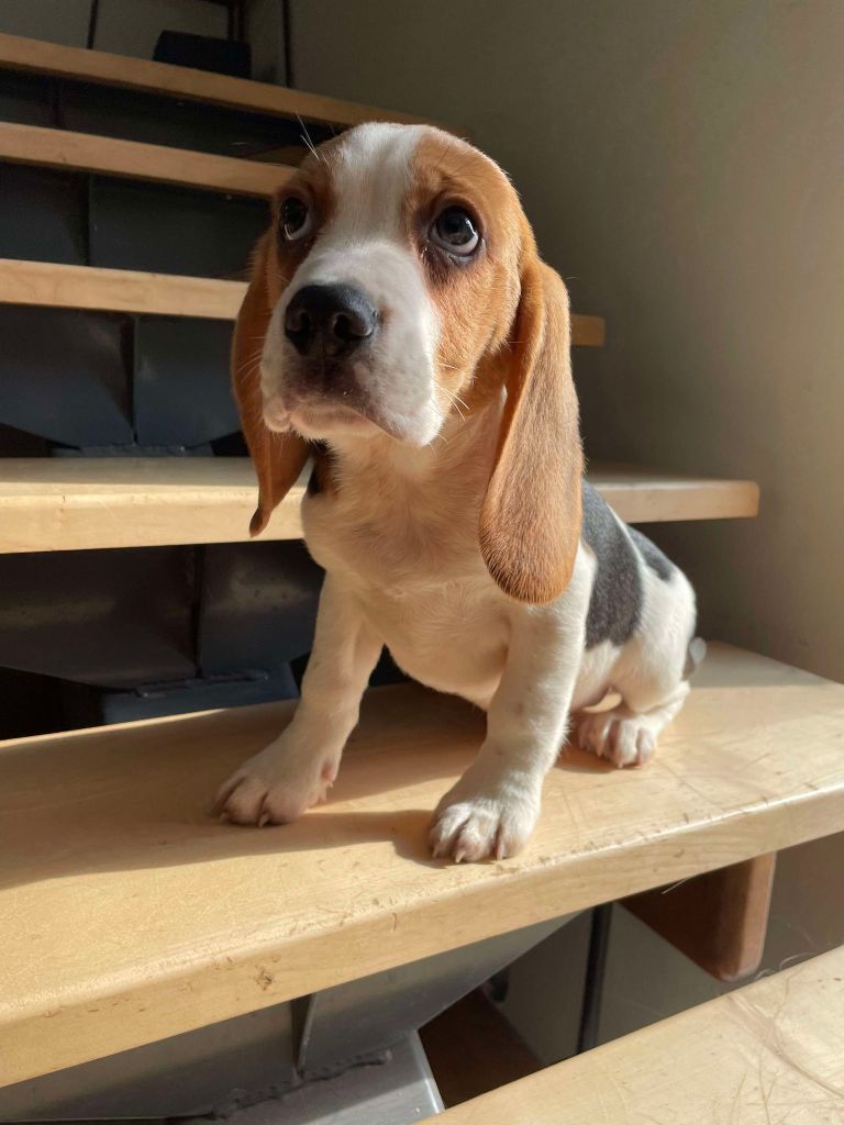 de la vignelais - Chiot disponible  - Beagle