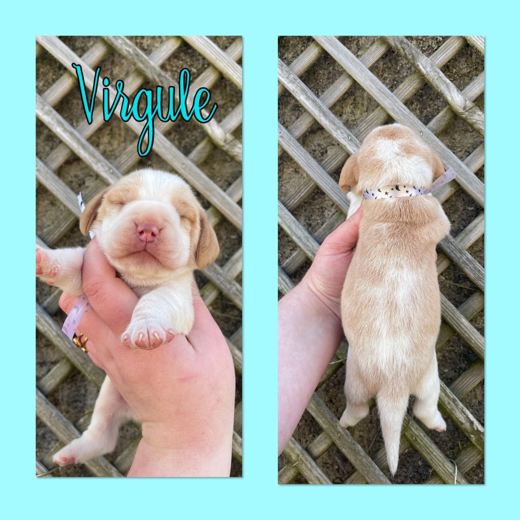 de la vignelais - Chiot disponible  - Beagle