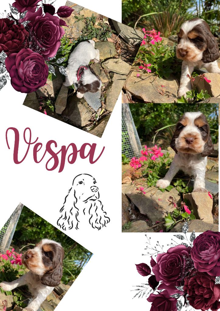 de la vignelais - Chiot disponible  - Cocker Spaniel Anglais