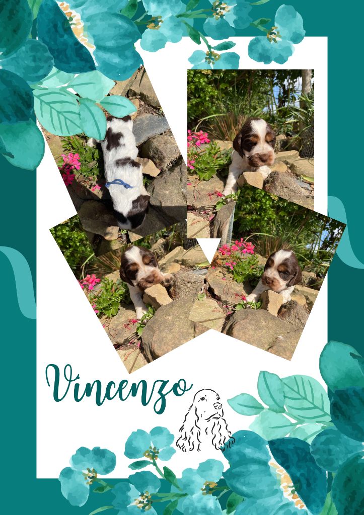 de la vignelais - Chiot disponible  - Cocker Spaniel Anglais