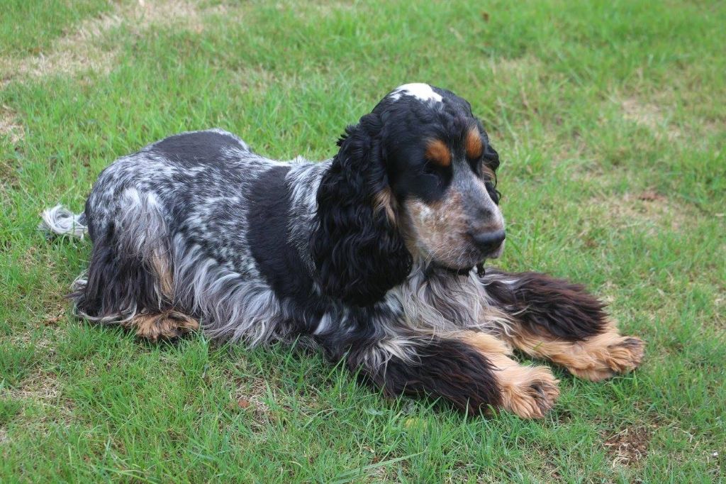 Mango dit mowgli du copain fidèle