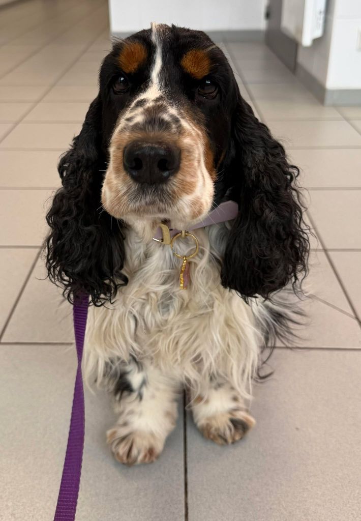 Roxy de la vignelais