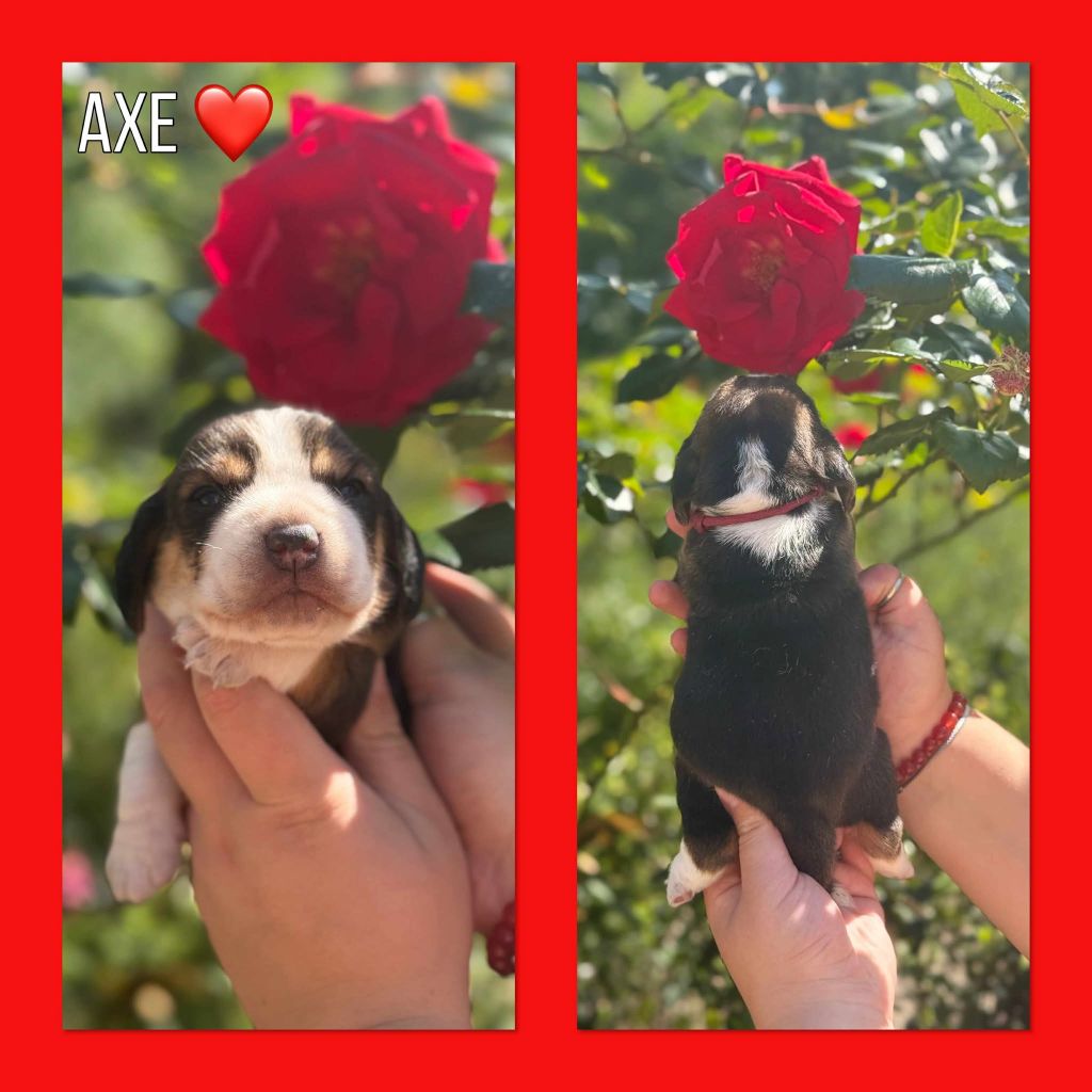 de la vignelais - Chiots disponibles - Beagle