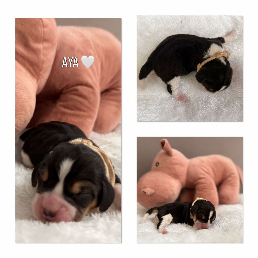 de la vignelais - Chiots disponibles - Beagle