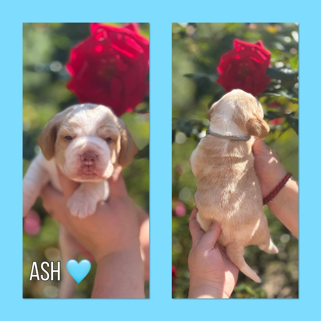 de la vignelais - Chiots disponibles - Beagle