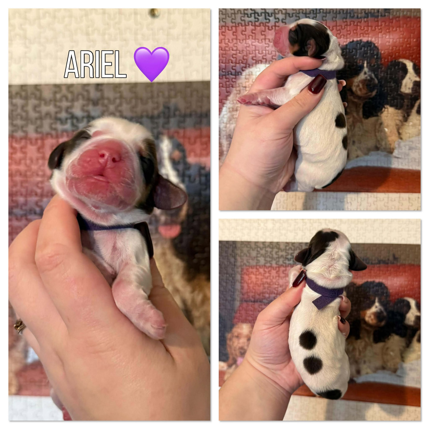 de la vignelais - Chiots disponibles - Cocker Spaniel Anglais