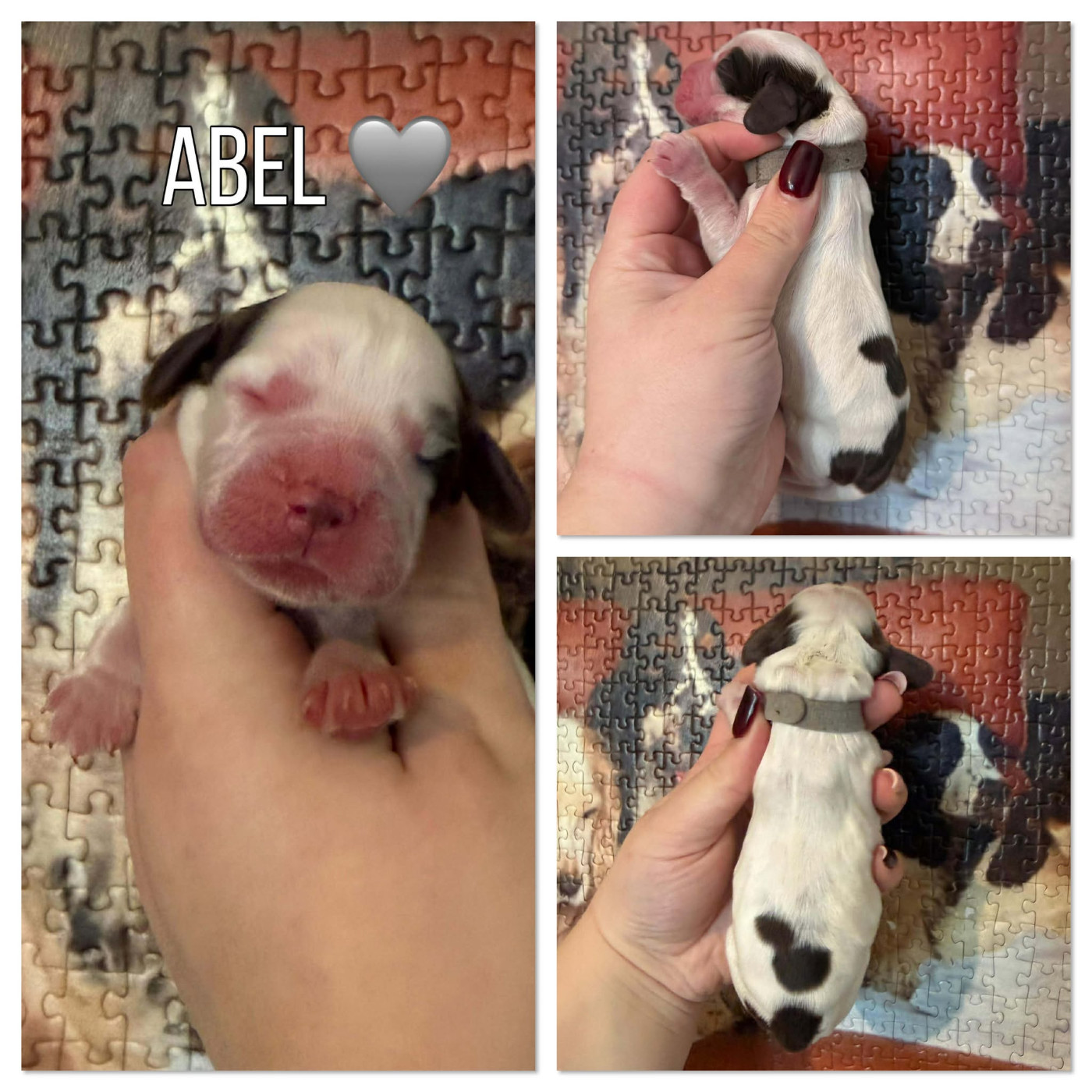 de la vignelais - Chiots disponibles - Cocker Spaniel Anglais