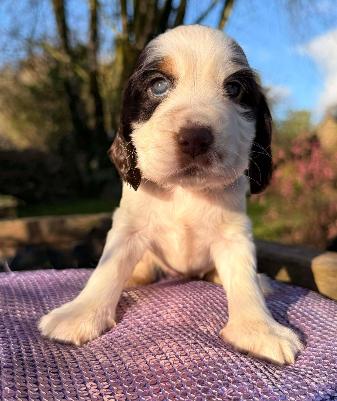 de la vignelais - Chiots disponibles - Cocker Spaniel Anglais