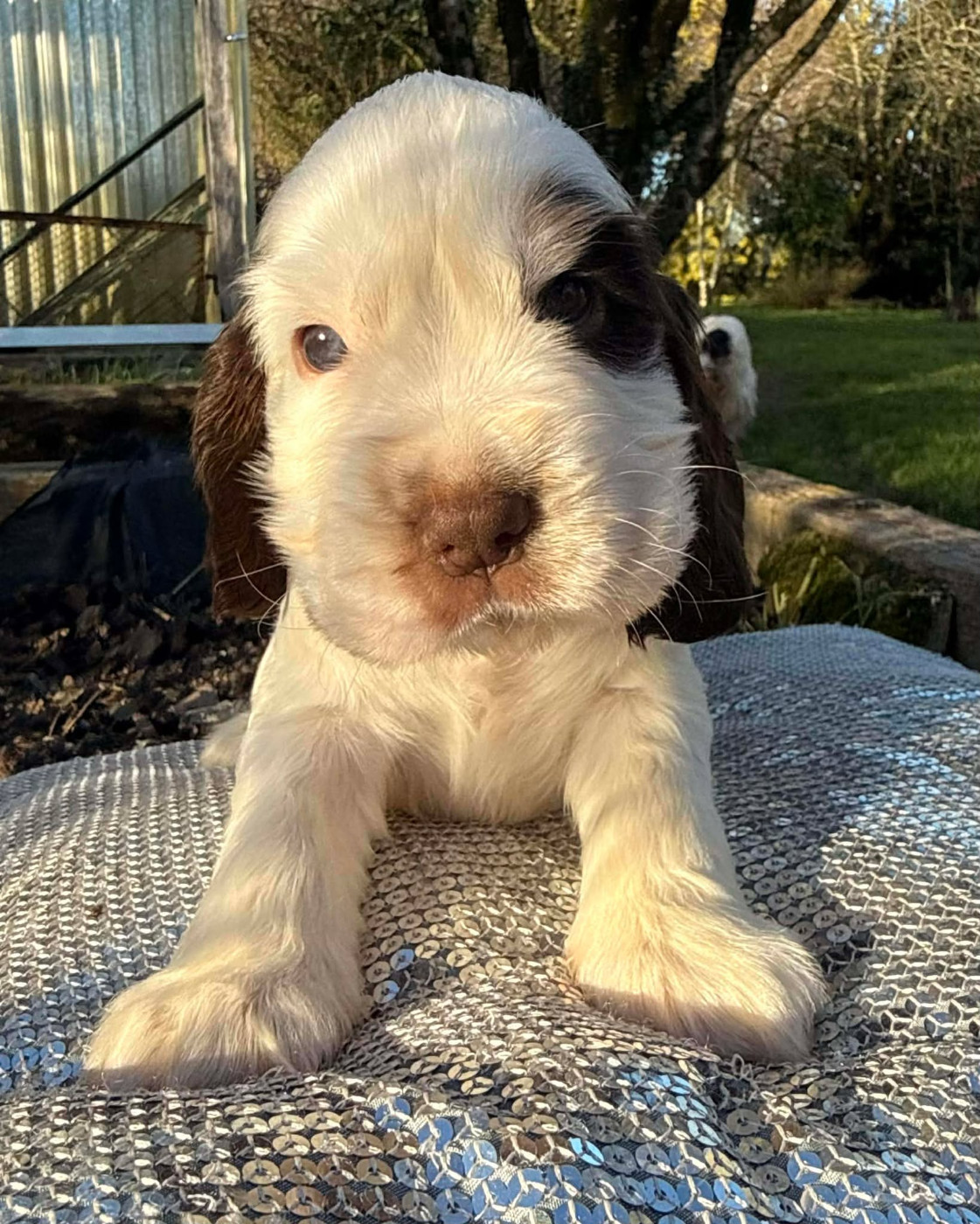 de la vignelais - Chiots disponibles - Cocker Spaniel Anglais