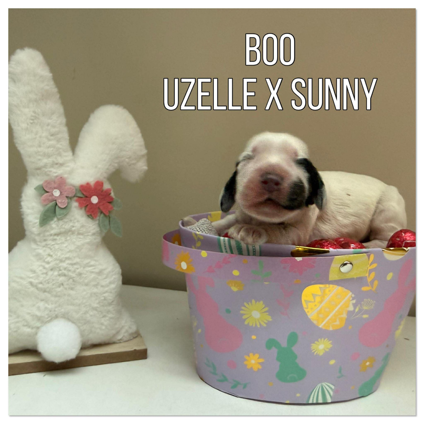de la vignelais - Chiots disponibles - Cocker Spaniel Anglais