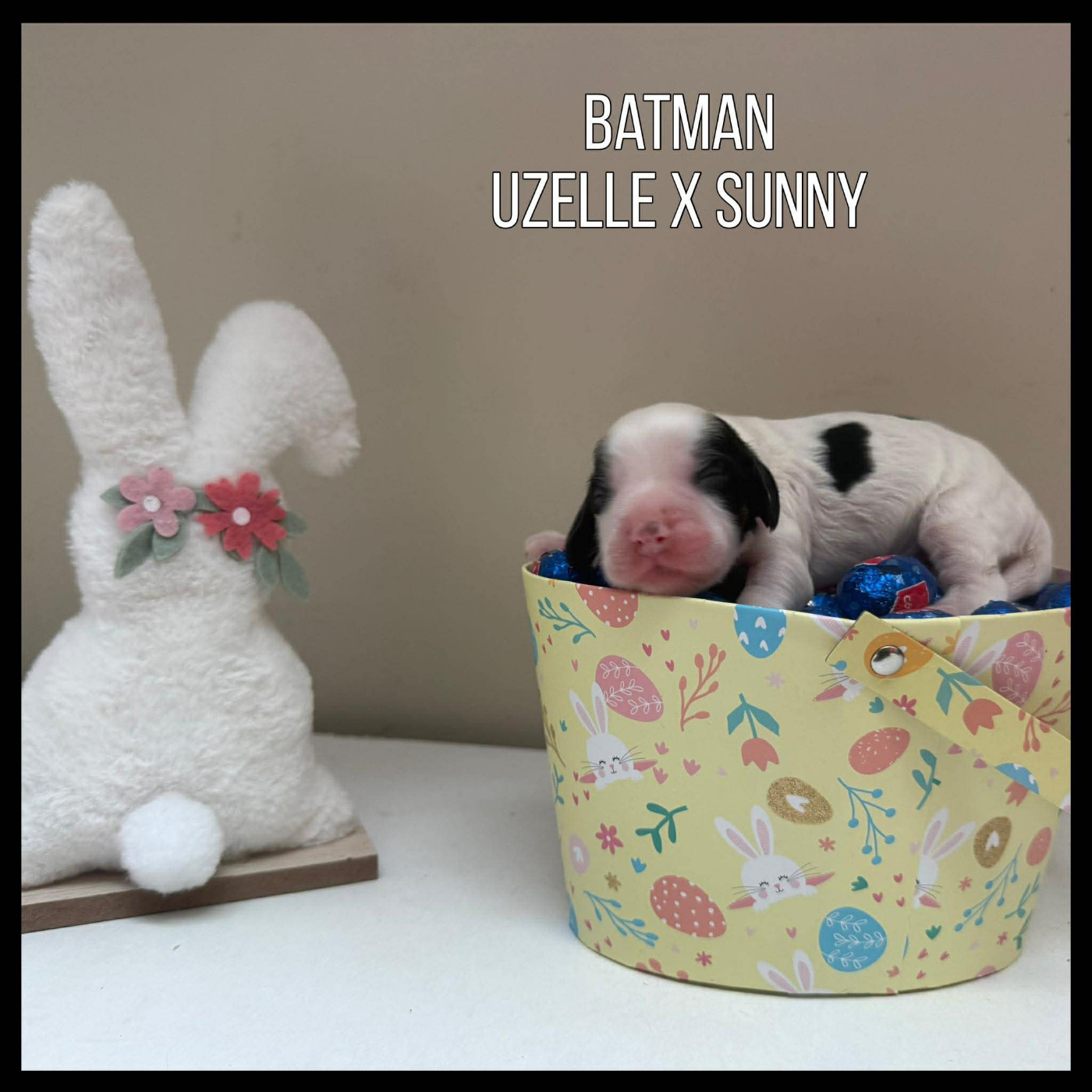 de la vignelais - Chiots disponibles - Cocker Spaniel Anglais