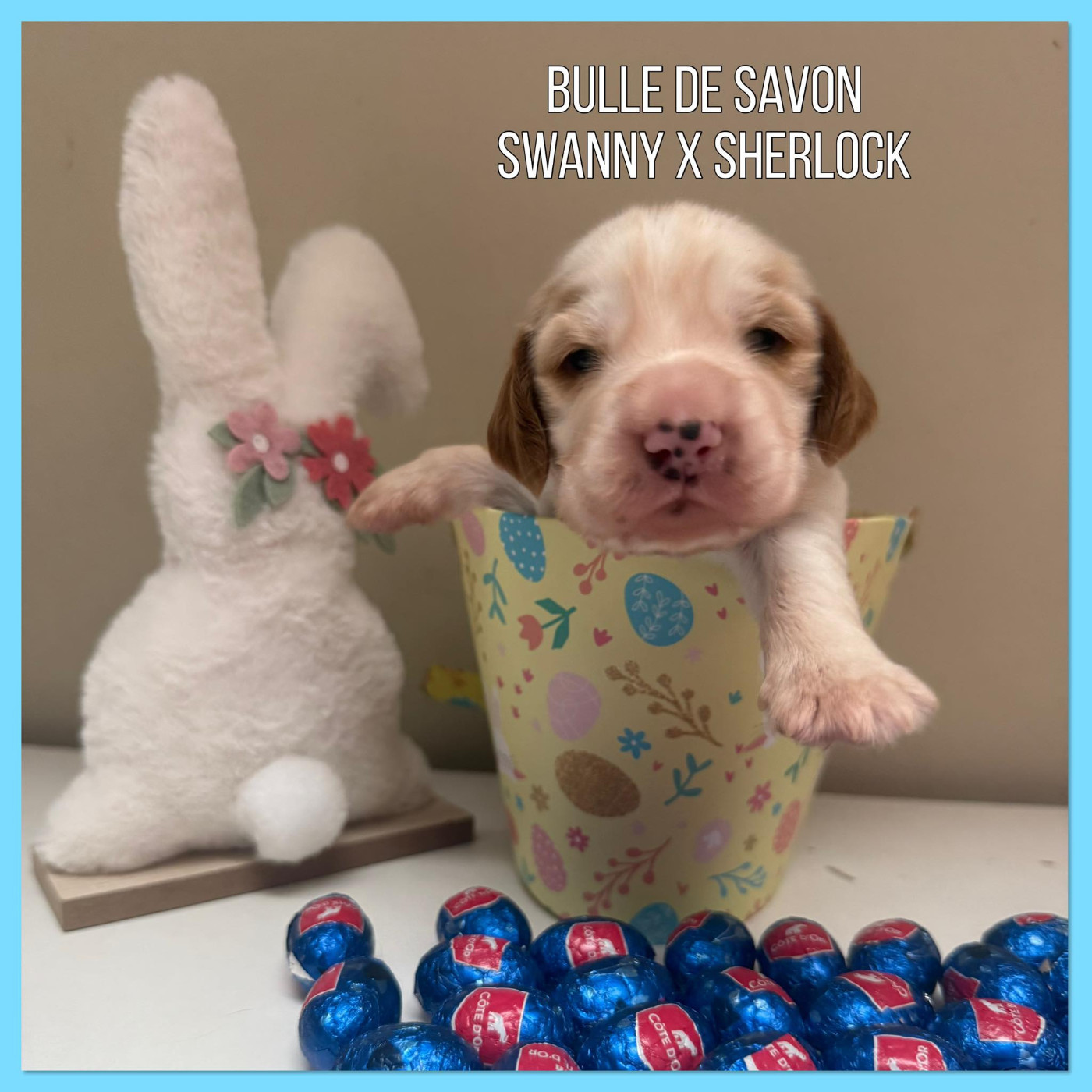 de la vignelais - Chiots disponibles - Cocker Spaniel Anglais