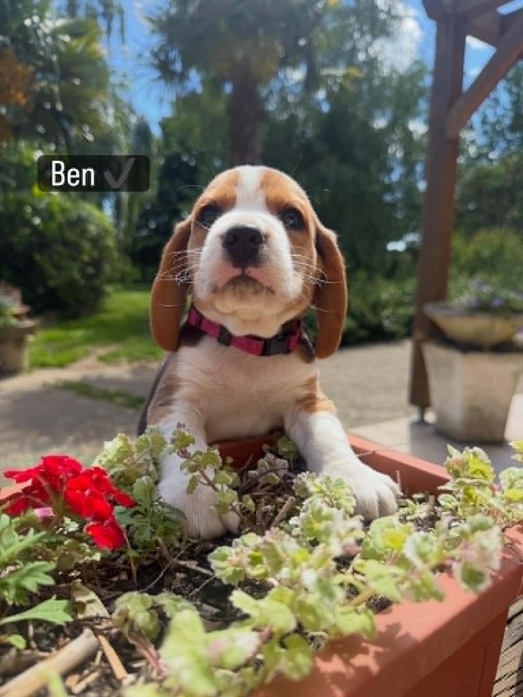 de la vignelais - Chiots disponibles - Beagle