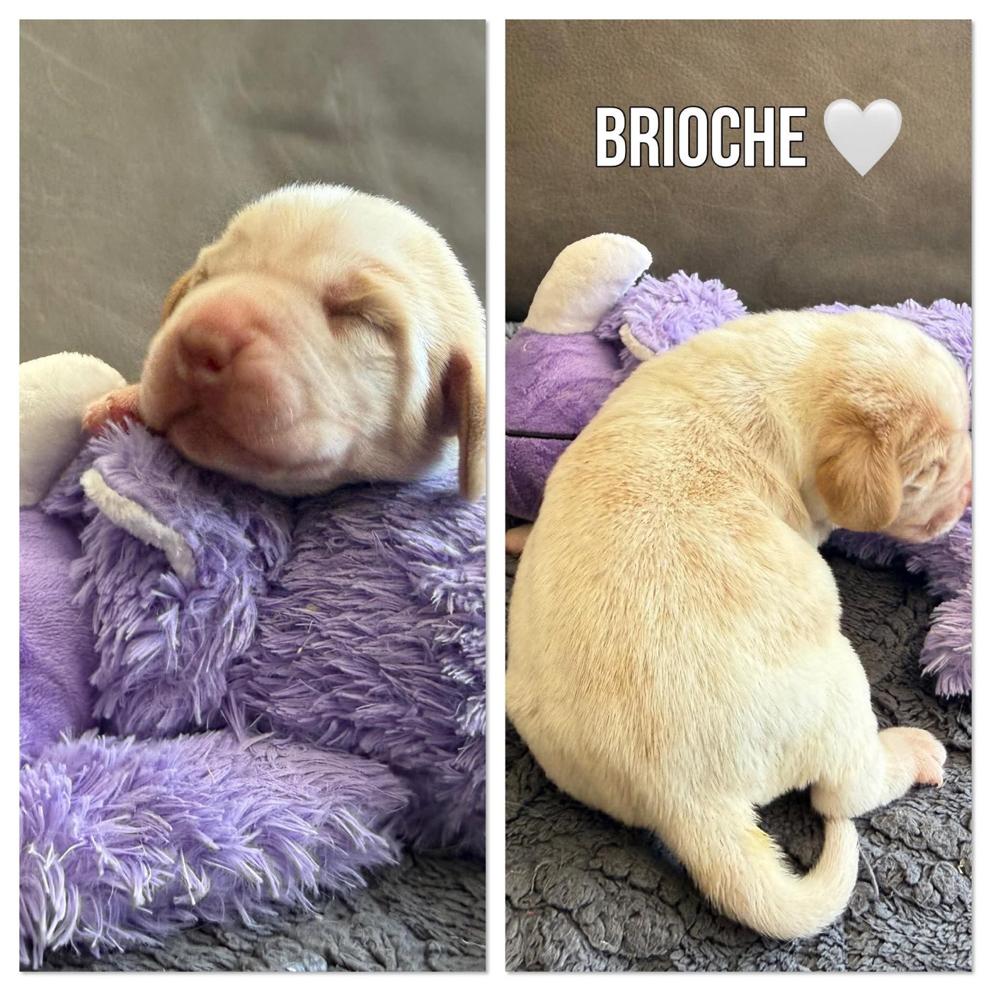 de la vignelais - Chiots disponibles - Beagle
