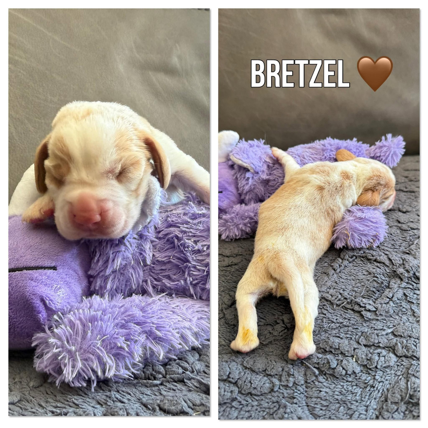 de la vignelais - Chiots disponibles - Beagle