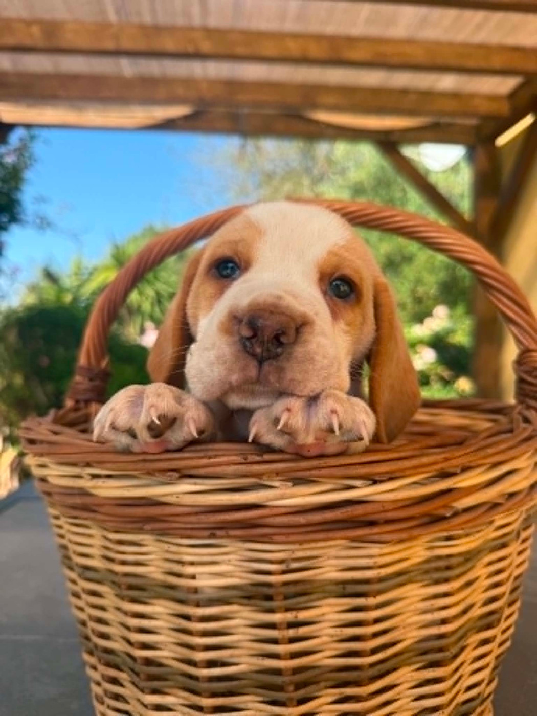 de la vignelais - Chiots disponibles - Beagle