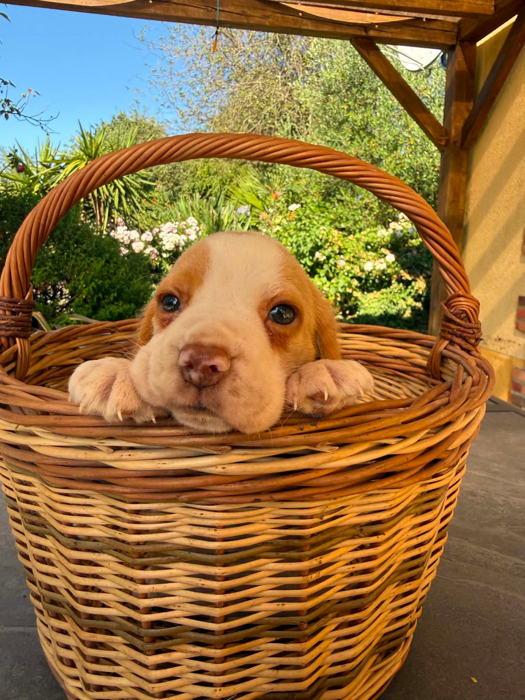 de la vignelais - Chiots disponibles - Beagle
