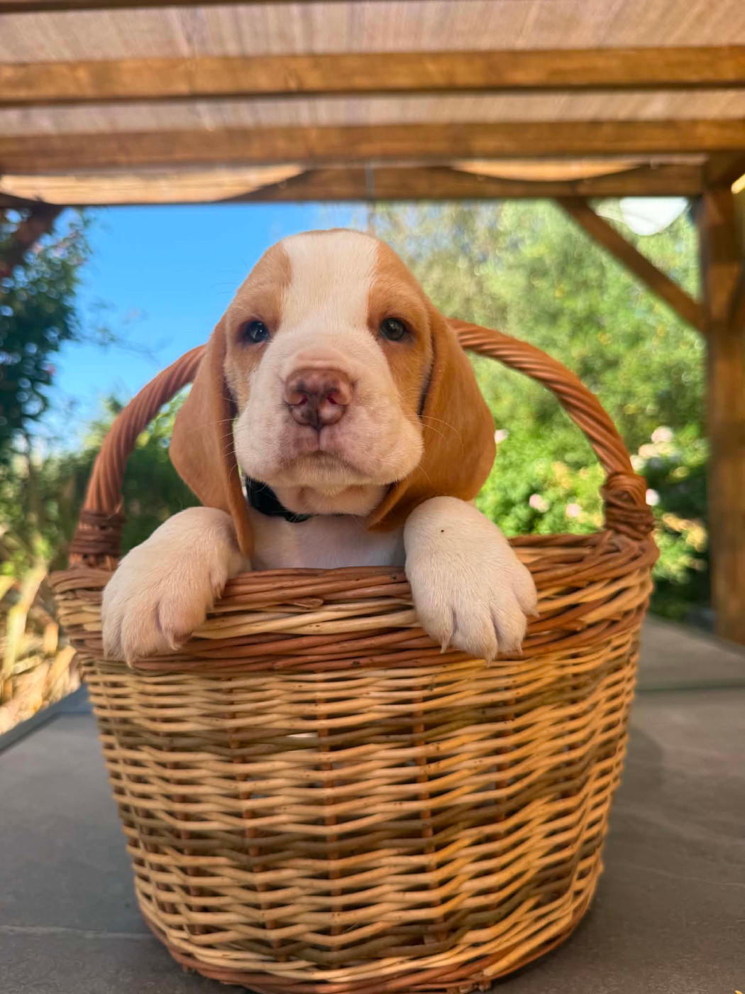 de la vignelais - Chiots disponibles - Beagle