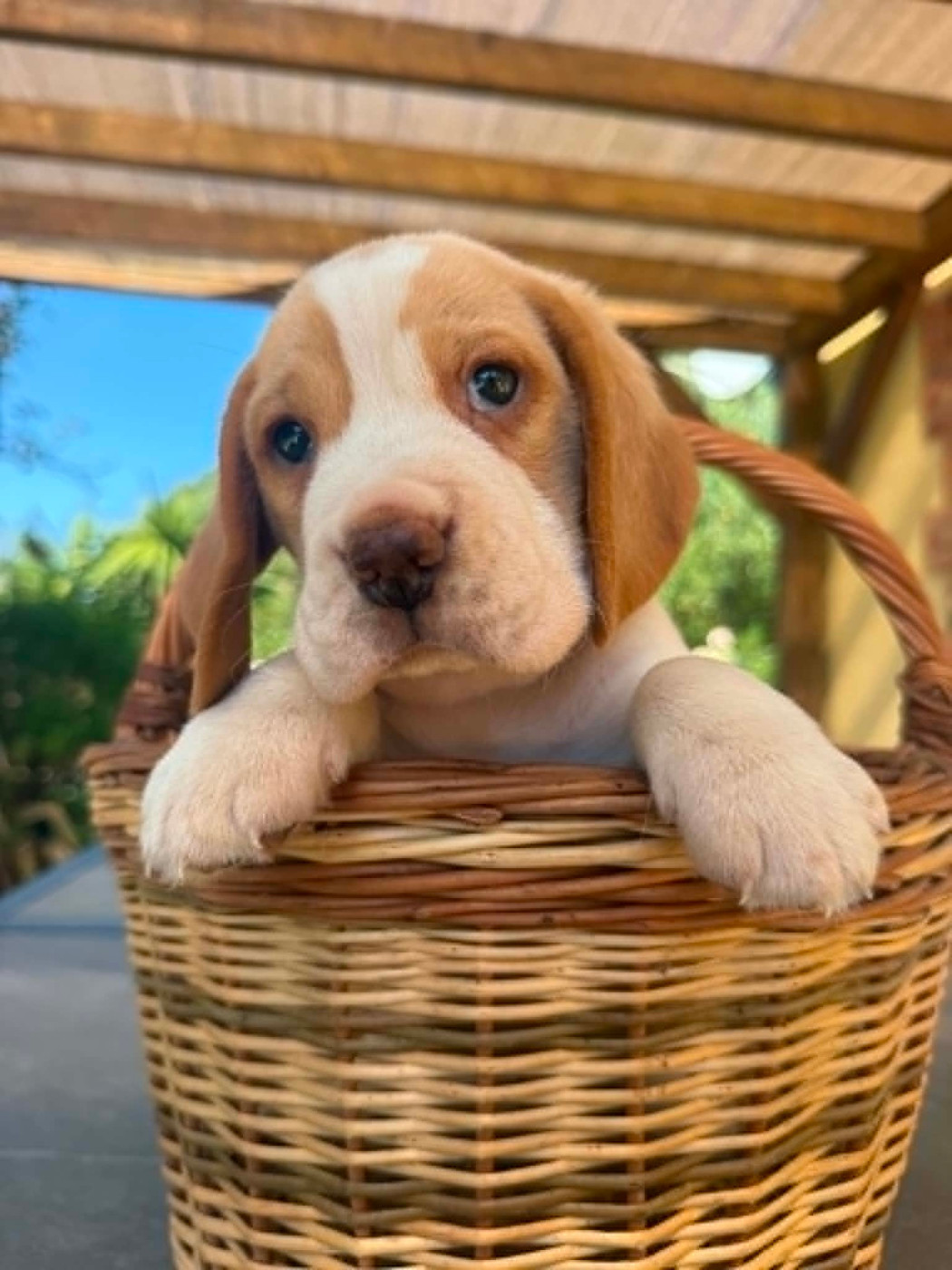 de la vignelais - Chiots disponibles - Beagle