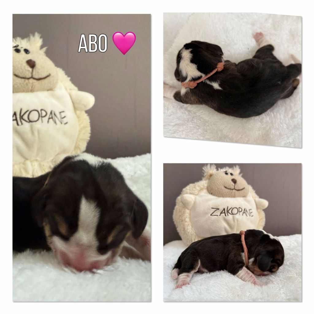 de la vignelais - Chiots disponibles - Beagle