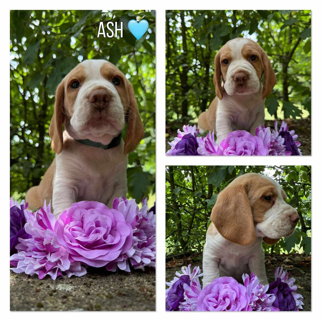 de la vignelais - Chiots disponibles - Beagle