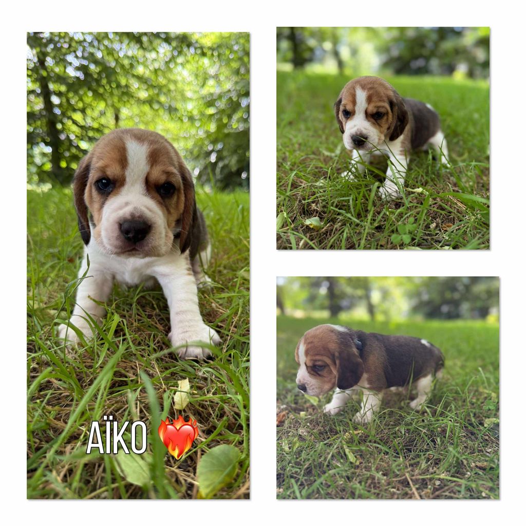 de la vignelais - Beagle - Portée née le 03/05/2025