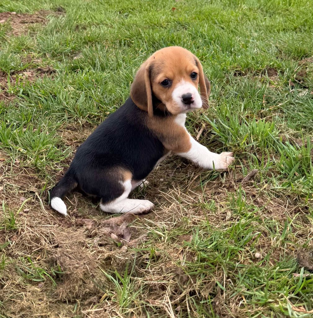 de la vignelais - Chiots disponibles - Beagle