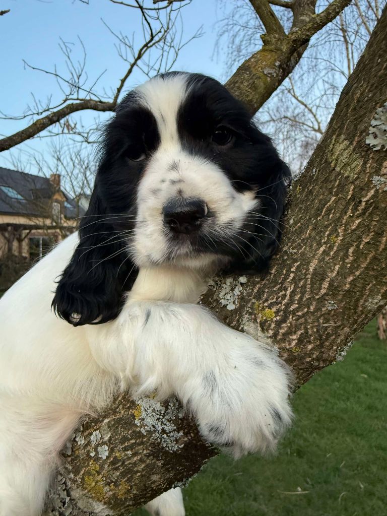 de la vignelais - Chiots disponibles - Cocker Spaniel Anglais