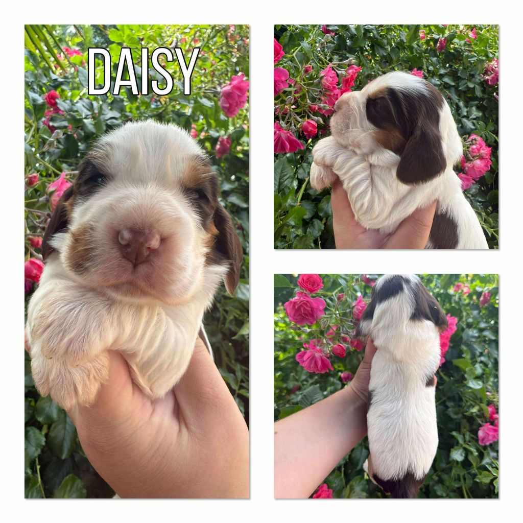 de la vignelais - Chiots disponibles - Cocker Spaniel Anglais